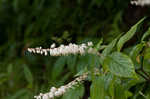 Mountain sweetpepperbush